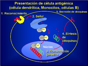 transcripcion del adn carriage